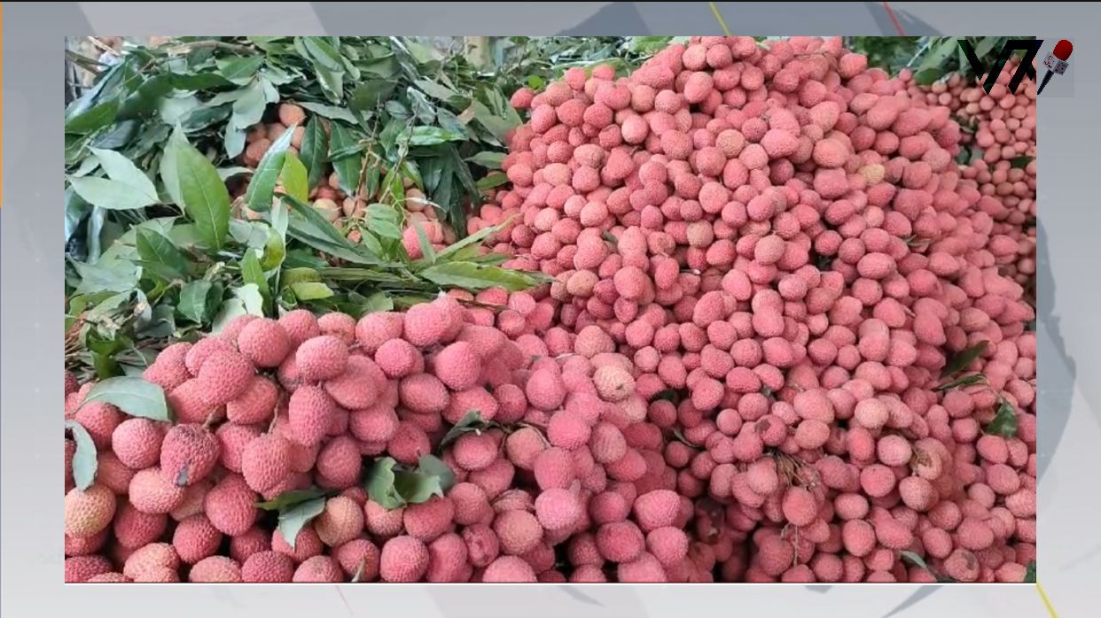 Amidst Meherpur's lush orchards, the crimson allure of ripe lychees beckons amidst a season of challenges and price hikes. Photo: Voice7 News